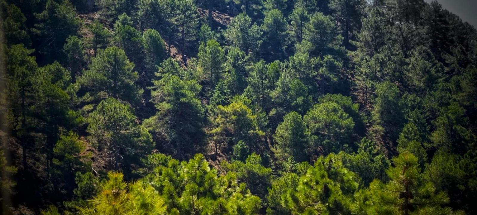 Casa Rural La Piedra Del Cambron Villaverde De Guadalimar Kültér fotó